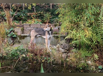 Trusky - sensibler Jungspund sucht Sicherheit (83098 Brannenburg)