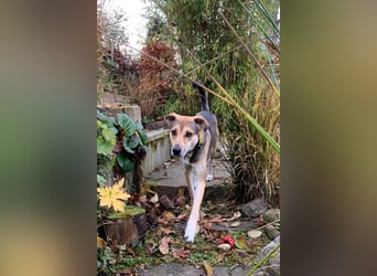 Trusky - sensibler Jungspund sucht Sicherheit (83098 Brannenburg)