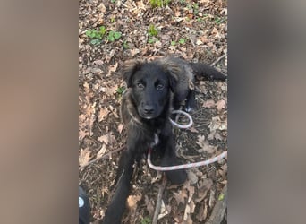 Momo sucht ein liebevolles Zuhause (80997 München)