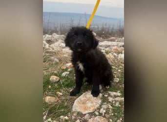 Momo sucht ein liebevolles Zuhause (80997 München)