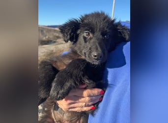 Robbie wünscht sich sein eigenes Körbchen (53498 Bad Breisig)