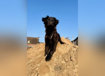 Zoe sucht ein liebevolles Zuhause (47506 Neukirchen-Vluyn)