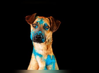 Maddox sucht Menschen, die ihm die Welt zeigen (73630 Remshalden)