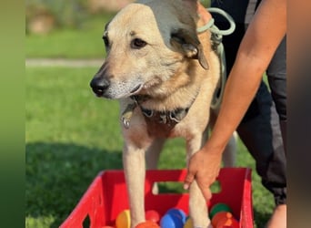Lucky sehnt sich nach einem Für-immer-Zuhause (84152 Mengkofen)