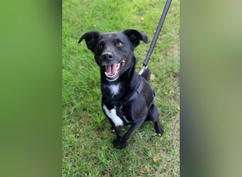 August - Großes Herz sucht Familie für ein dauerhaftes Happy End! (78166 Donaueschingen)