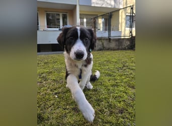 Rolli - 5 Monate, verspielt, menschenbezogen