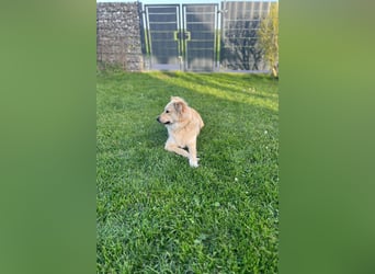 Luna möchte Teil deiner Familie werden (84152 Mengkofen)