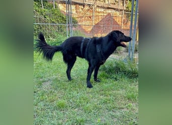 Blacky - Das Glück zum Greifen nah (15938 Drahnsdorf)