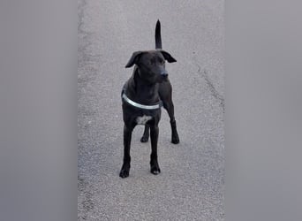 Patch - Neugieriger Jungspund sucht dich! (06886 Lutherstadt Wittenberg)