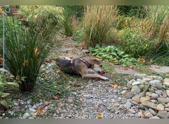 Trusky - sensibler Jungspund sucht Sicherheit (83098 Brannenburg)