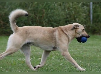 Lucky sehnt sich nach einem Für-immer-Zuhause (84152 Mengkofen)