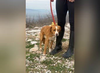 Chilli - heißer Typ sucht ein Zuhause (71149 Bondorf)