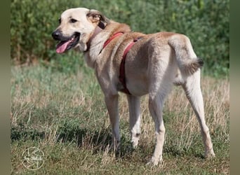 Lucky sehnt sich nach einem Für-immer-Zuhause (84152 Mengkofen)