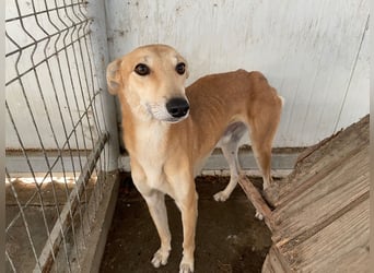 TOFU sucht ein Zuhause