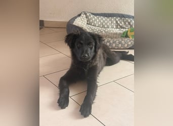 Zoe sucht ein liebevolles Zuhause (47506 Neukirchen-Vluyn)