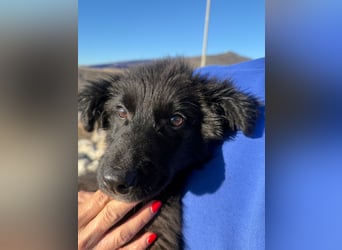 Robbie wünscht sich sein eigenes Körbchen (53498 Bad Breisig)