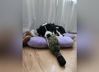 Rolli - 5 Monate, verspielt, menschenbezogen