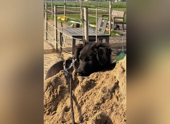 Zoe sucht ein liebevolles Zuhause (47506 Neukirchen-Vluyn)