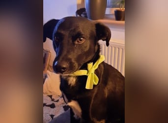 August - Großes Herz sucht Familie für ein dauerhaftes Happy End! (78166 Donaueschingen)