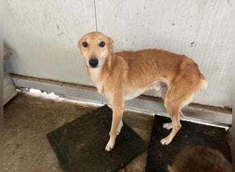 TOFU sucht ein Zuhause