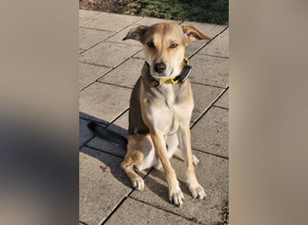 Trusky - sensibler Jungspund sucht Sicherheit (83098 Brannenburg)