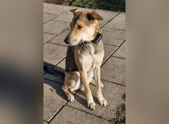 Trusky - sensibler Jungspund sucht Sicherheit (83098 Brannenburg)