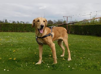 Charlie - Wer nimmt sich Zeit, ihn kennenzulernen? (07806 Weira)