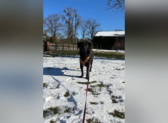 Blacky - Das Glück zum Greifen nah (15938 Drahnsdorf)