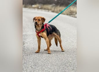 Elara möchte Teil eurer Familie werden (85591 Vaterstetten)