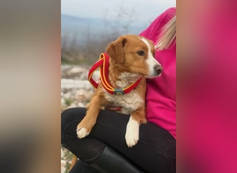 Chilli - heißer Typ sucht ein Zuhause (71149 Bondorf)