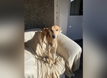 TOFU sucht ein Zuhause