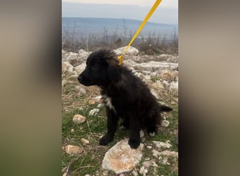 Momo sucht ein liebevolles Zuhause (80997 München)