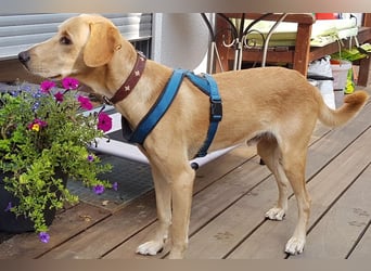 Charlie - Wer nimmt sich Zeit, ihn kennenzulernen? (07806 Weira)