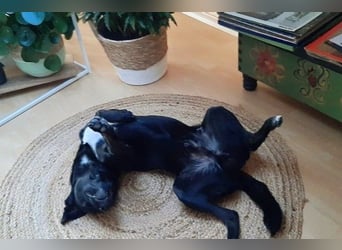 August - Großes Herz sucht Familie für ein dauerhaftes Happy End! (78166 Donaueschingen)