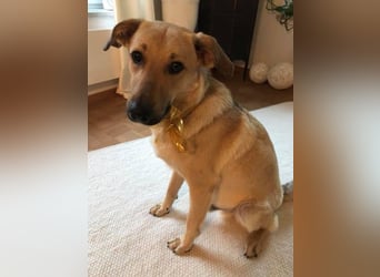 Lucky sehnt sich nach einem Für-immer-Zuhause (84152 Mengkofen)