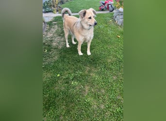 Luna möchte Teil deiner Familie werden (84152 Mengkofen)