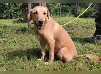 Charlie - Wer nimmt sich Zeit, ihn kennenzulernen? (07806 Weira)