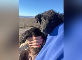 Robbie wünscht sich sein eigenes Körbchen (53498 Bad Breisig)