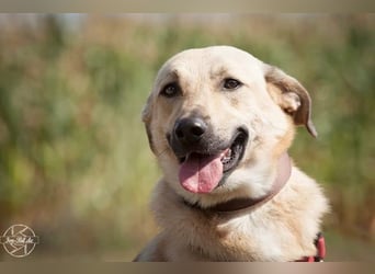 Lucky sehnt sich nach einem Für-immer-Zuhause (84152 Mengkofen)