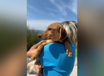 Elara möchte Teil eurer Familie werden (85591 Vaterstetten)