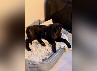 Zoe sucht ein liebevolles Zuhause (47506 Neukirchen-Vluyn)