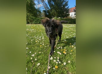 Momo sucht ein liebevolles Zuhause (80997 München)