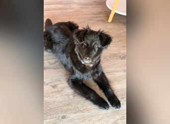 Robbie wünscht sich sein eigenes Körbchen (53498 Bad Breisig)