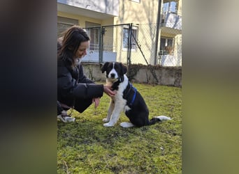 Rolli - 5 Monate, verspielt, menschenbezogen