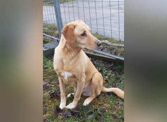 Charlie - Wer nimmt sich Zeit, ihn kennenzulernen? (07806 Weira)