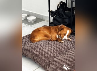 Chilli - heißer Typ sucht ein Zuhause (71149 Bondorf)