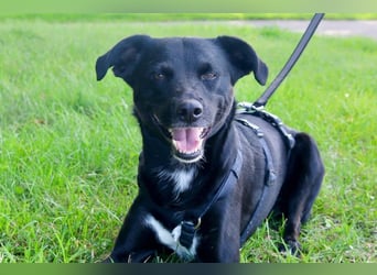 August - Großes Herz sucht Familie für ein dauerhaftes Happy End! (78166 Donaueschingen)