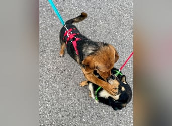 Elara möchte Teil eurer Familie werden (85591 Vaterstetten)