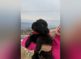 Zoe sucht ein liebevolles Zuhause (47506 Neukirchen-Vluyn)