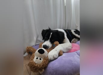 Rolli - 5 Monate, verspielt, menschenbezogen